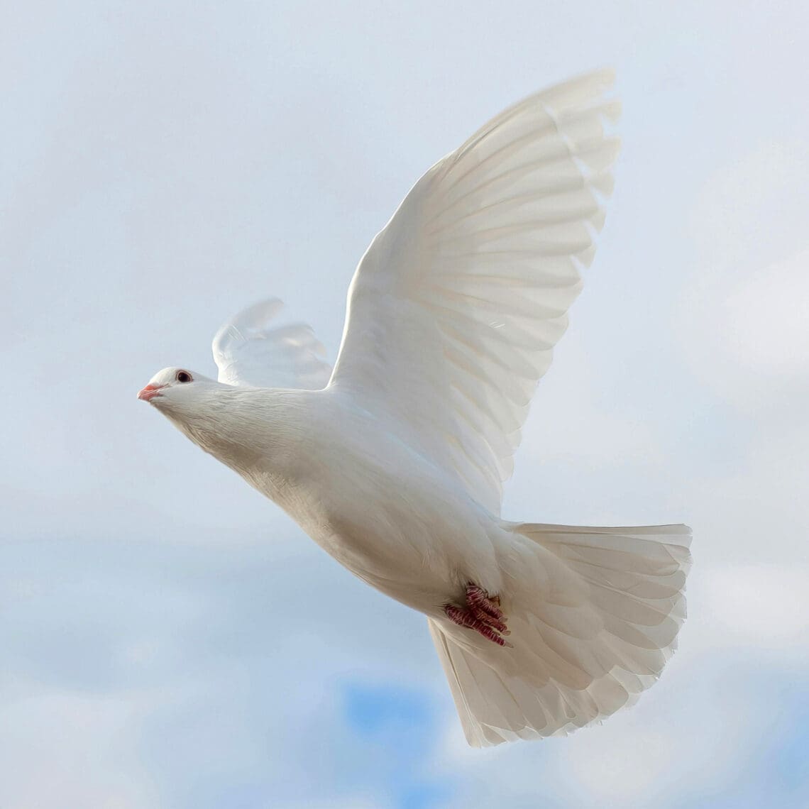 Simple Dove in Flight